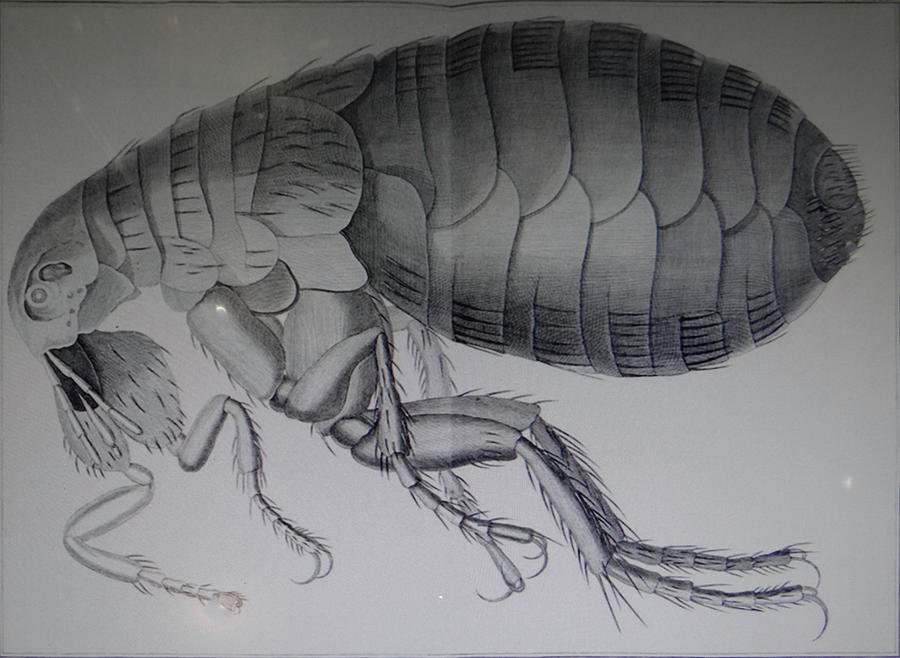  Scientific drawing of a flea #3 Photograph by Steve Estvanik