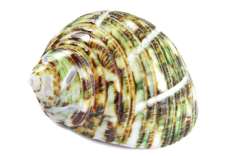 Seashell Shell Isolated On White Background #3 Photograph by Severija Kirilovaite