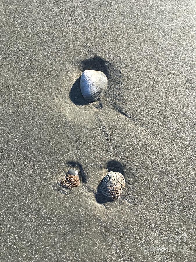 3 Seashells Photograph by Mary Kobet