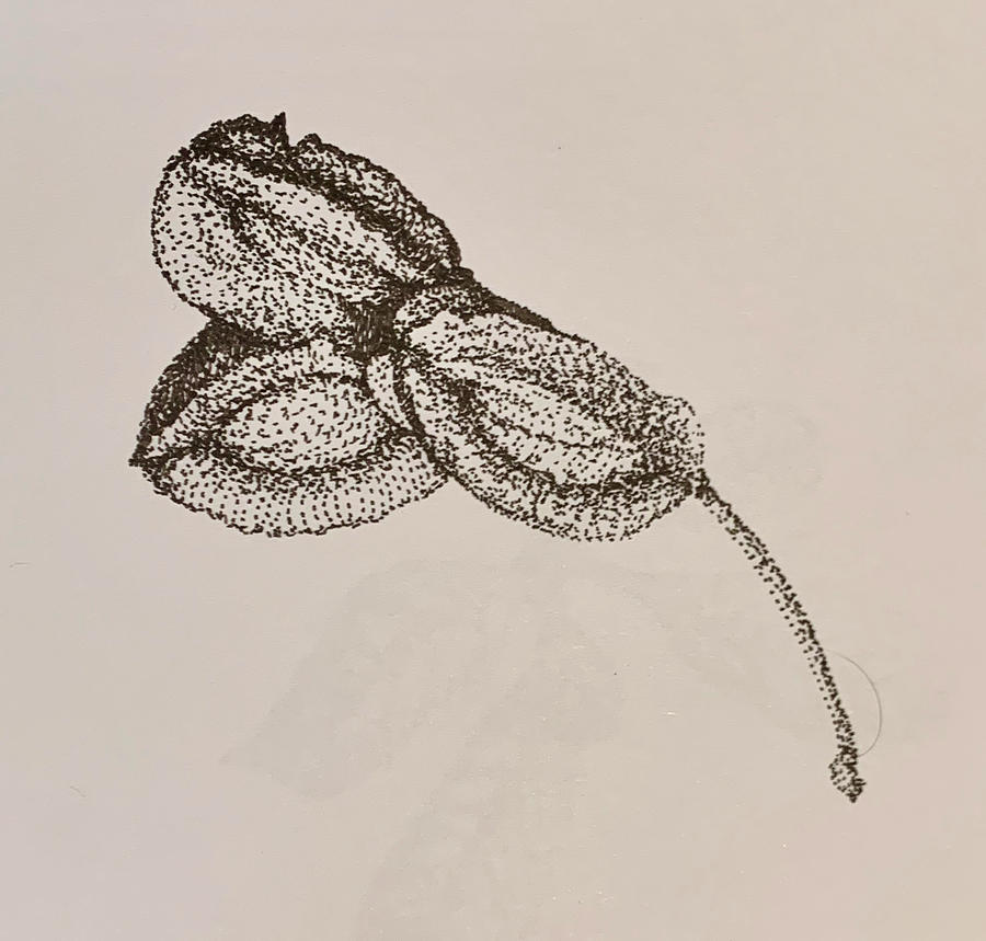 Seedpod  Drawing by Franci Hepburn