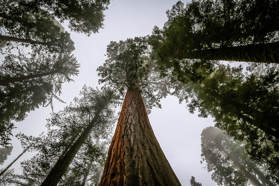 Sequoias #3 Photograph by Alberto Zanoni