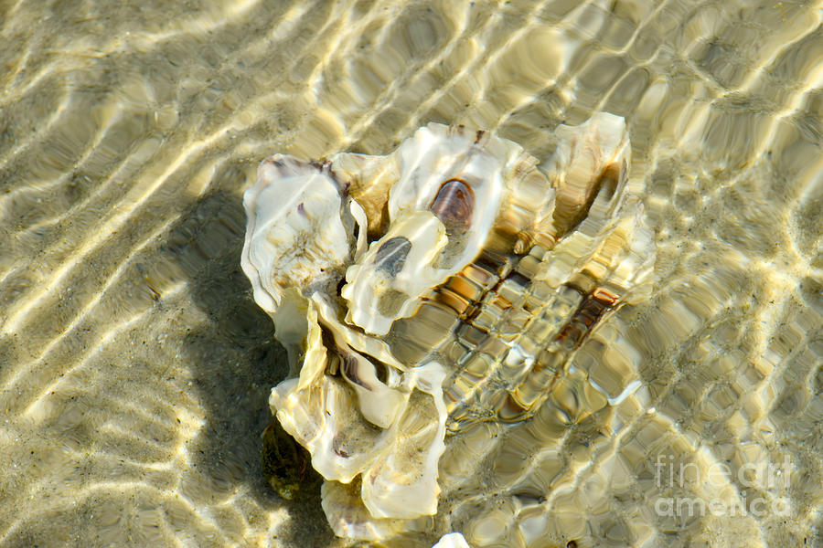 Seashell Sunlight Seawater Sonnet Refraction Photograph by Debra Banks