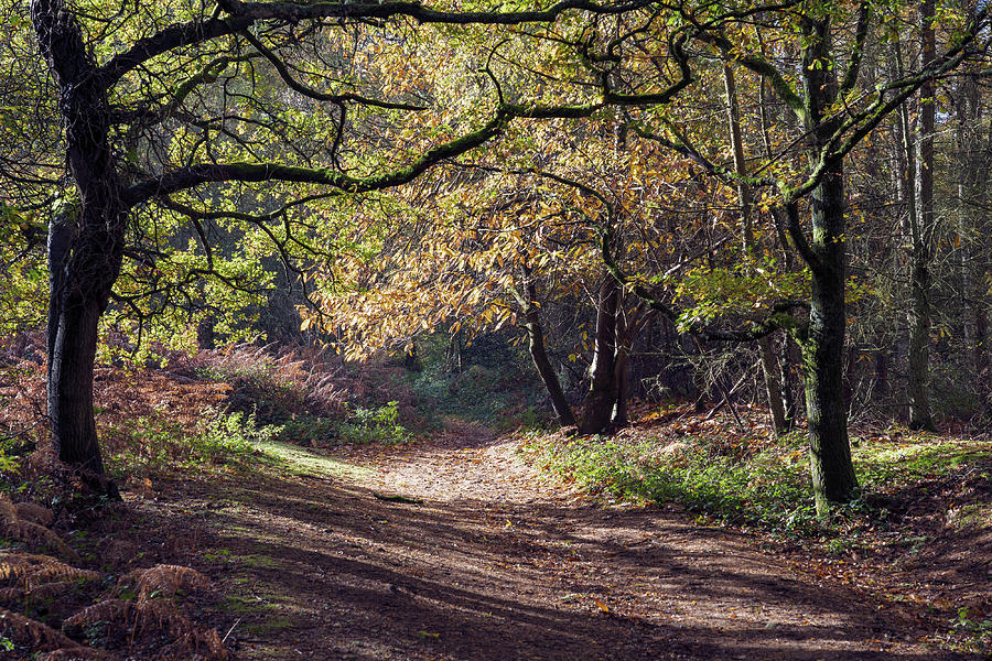Surrey Hills Photograph - Shere common by Nick Lewis Surrey Hills Photograph - Shere common by Nick Lewis