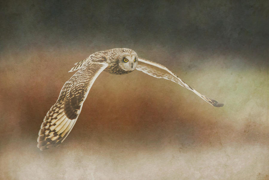 Short-eared Owl in Flight #3 Photograph by Angie Vogel