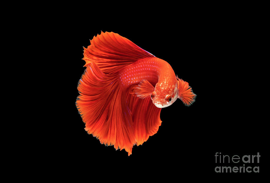 Siamese fighting fish movement on black background. #3 Photograph by Tosporn Preede