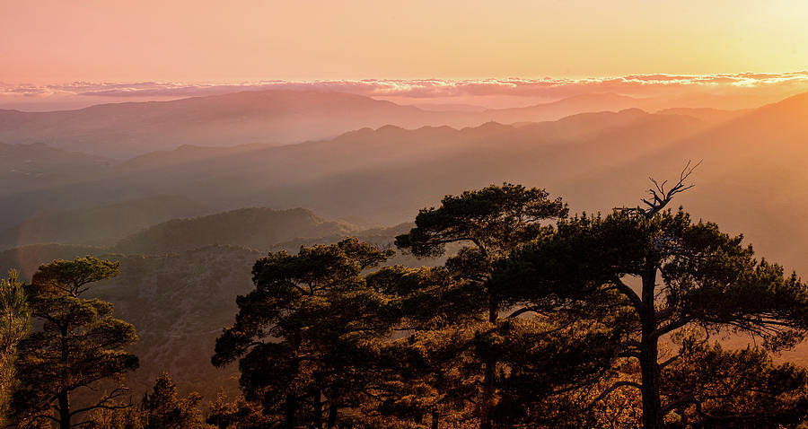 Silhouette of a forest pine tree during blue hour with bright sun at sunset. #3 Photograph by Michalakis Ppalis