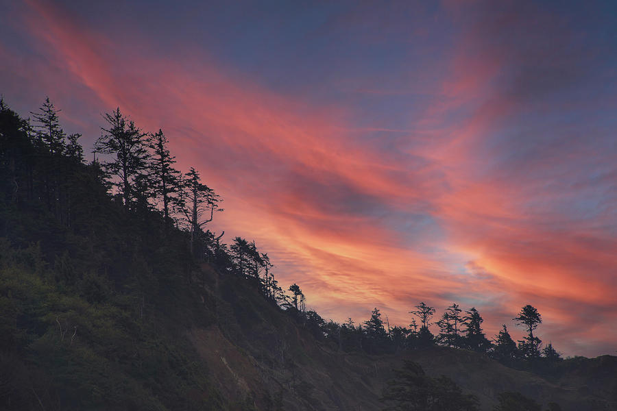 Silhouette of conifer against  seacoast  Photograph by Steve Estvanik