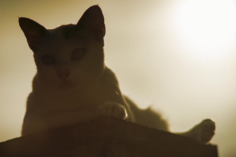 Silhouette Thai Cat Sitting On Pillar With Sunset Light #3 Photograph by IttoIlmatar