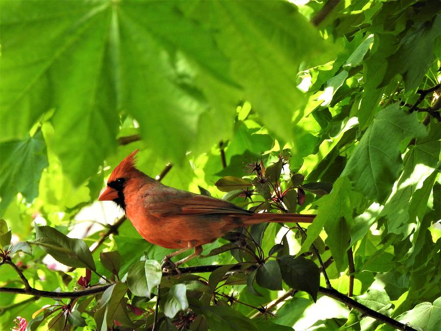 Cardinal Photograph - Sitting Pretty #3 by Betty-Anne McDonald