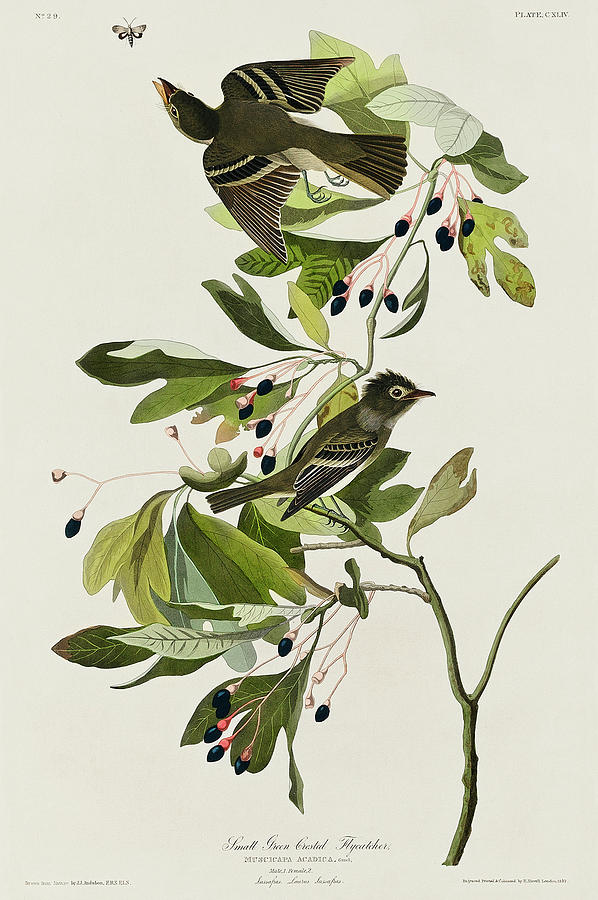 Audubon Birds Drawing - Small Green Crested Flycatcher #3 by John James Audubon