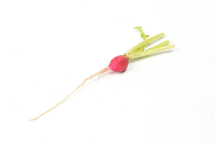 Small red radish #3 Photograph by Oqba
