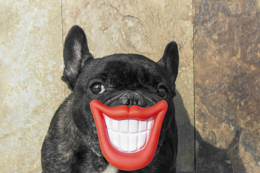 Smiling dog #3 Photograph by Fernando Trabanco Fotografía