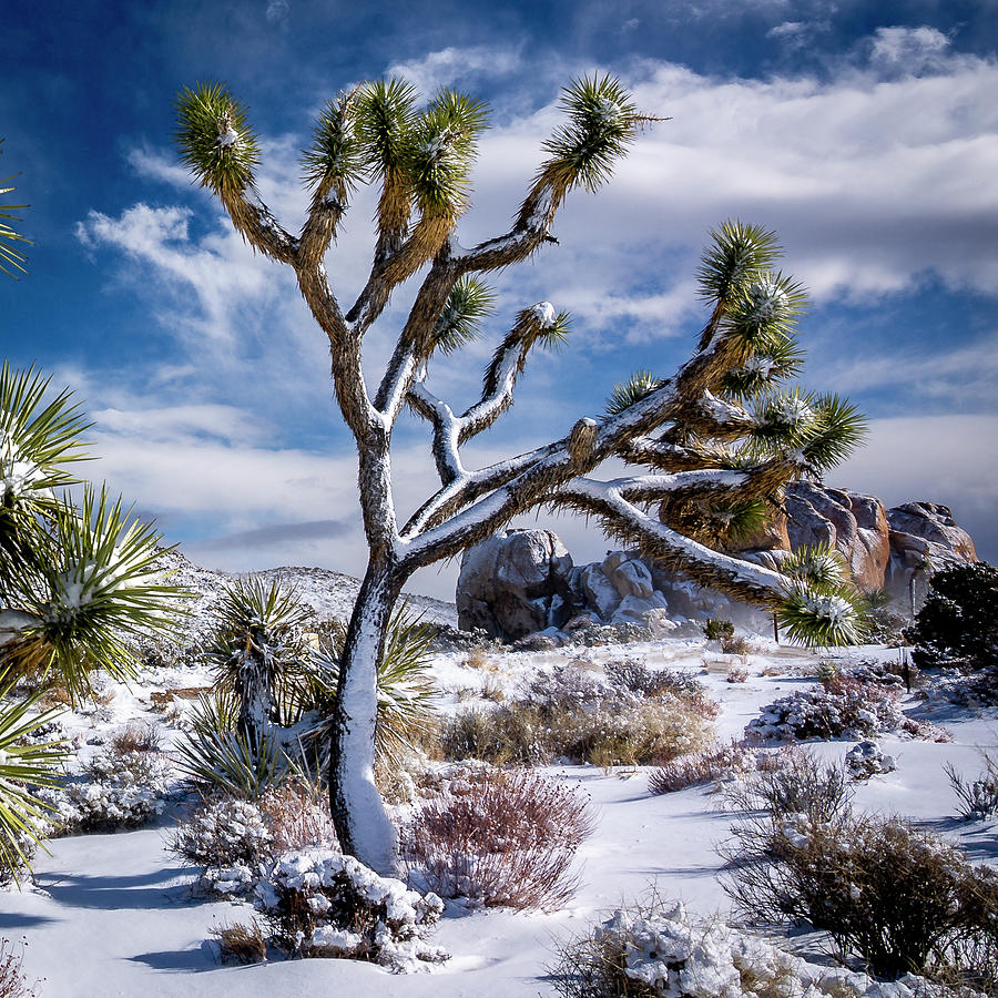 Snow in Joshua Tree Photograph by Casey Kiernan Fine Art America