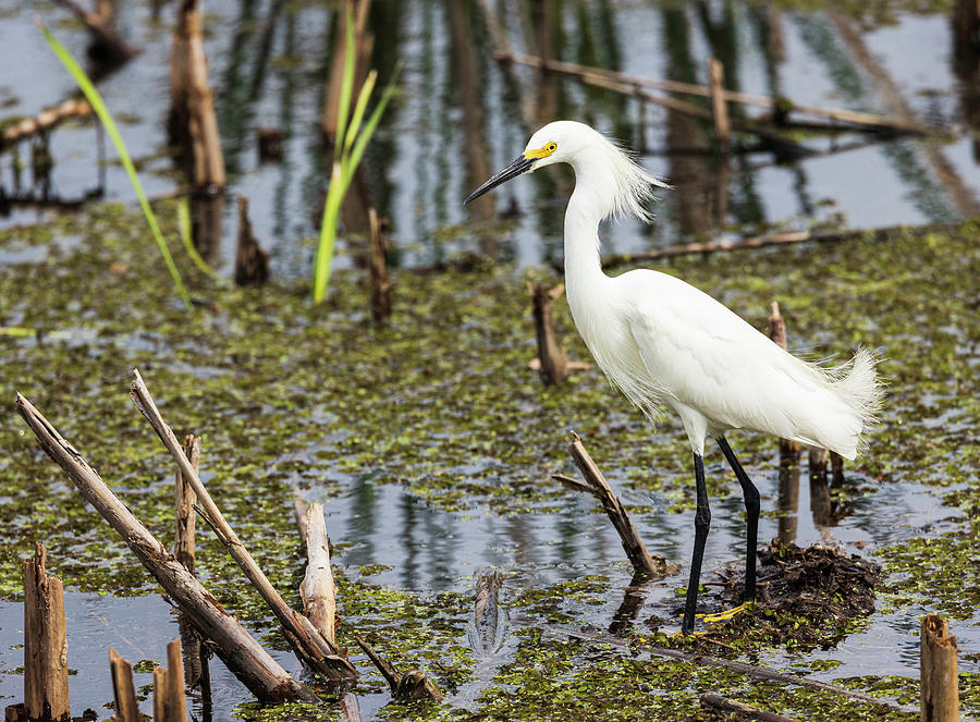 Snowy Egret Fishing #3 Photograph by Fran Gallogly