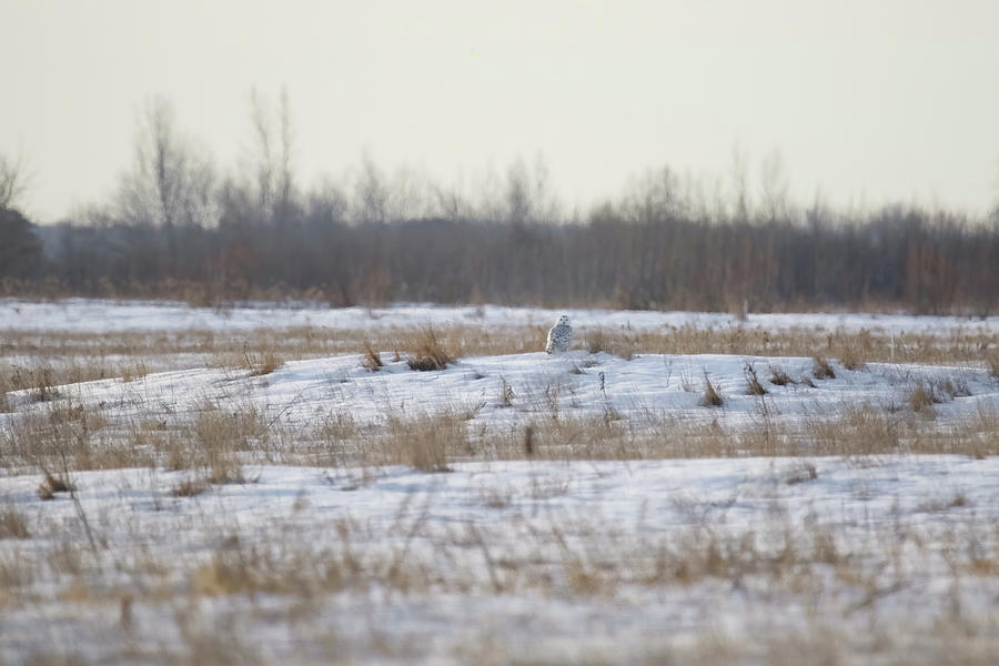 Snowy Owl #3 Photograph by Brook Burling