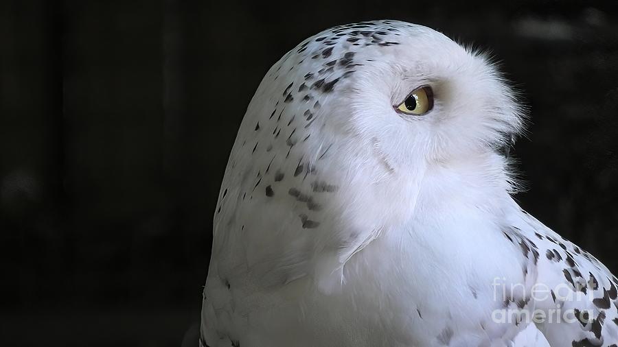 Snowy owl close up #3 Photograph by Benny Marty