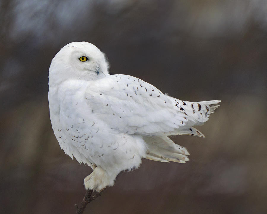Owl Photograph - Snowy Owl #3 by Timothy McIntyre
