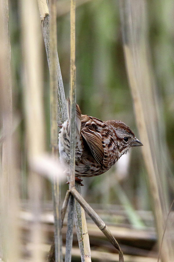 Song Sparrow Port Jefferson New York #3 Photograph by Bob Savage