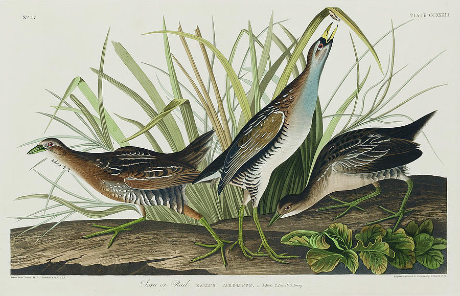 Audubon Birds Drawing - Sora, or Rail #3 by John James Audubon