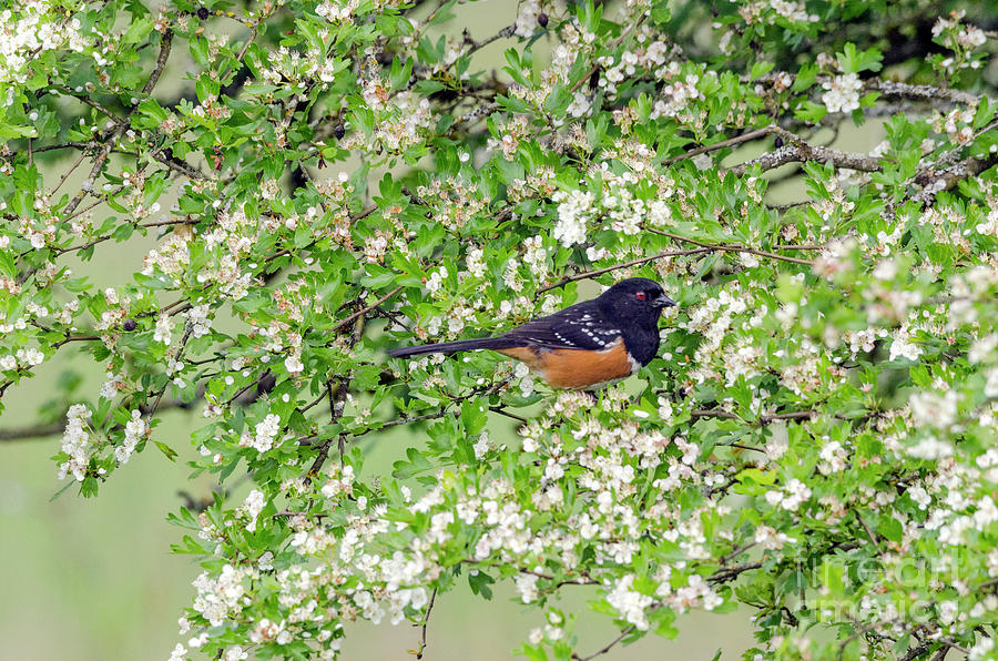 Spotted Towhee #3 Photograph by Kristine Anderson