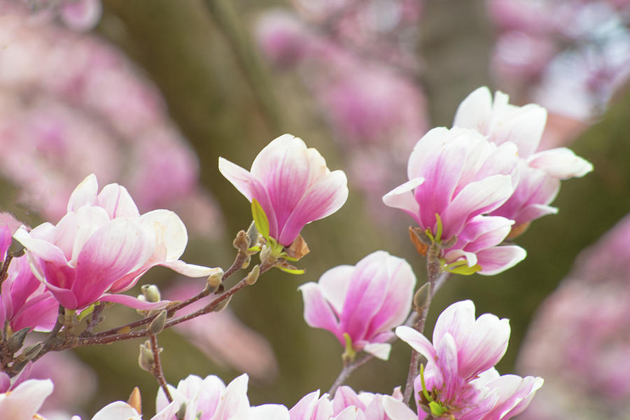 Spring Tulip Tree In Bloom-howard County, Indiana Photograph By William 