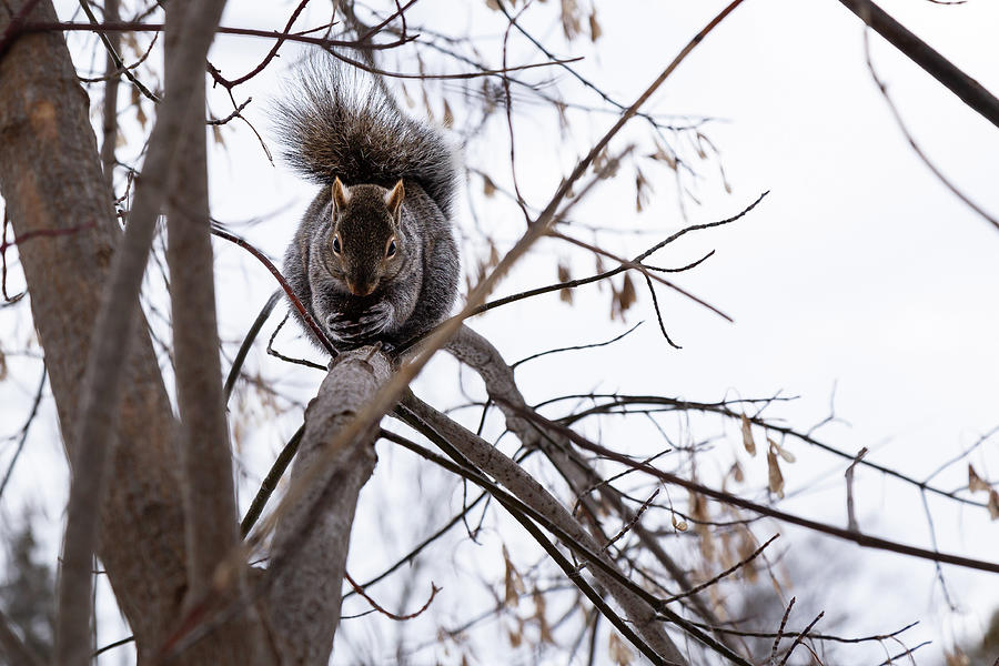 Squirrel #3 Photograph by SAURAVphoto Online Store