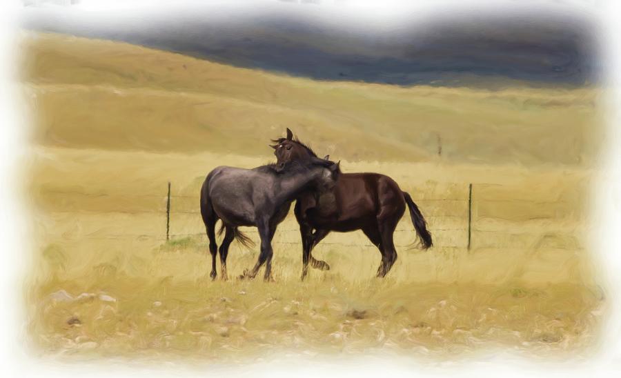 Stallions #3 Photograph by Laura Terriere