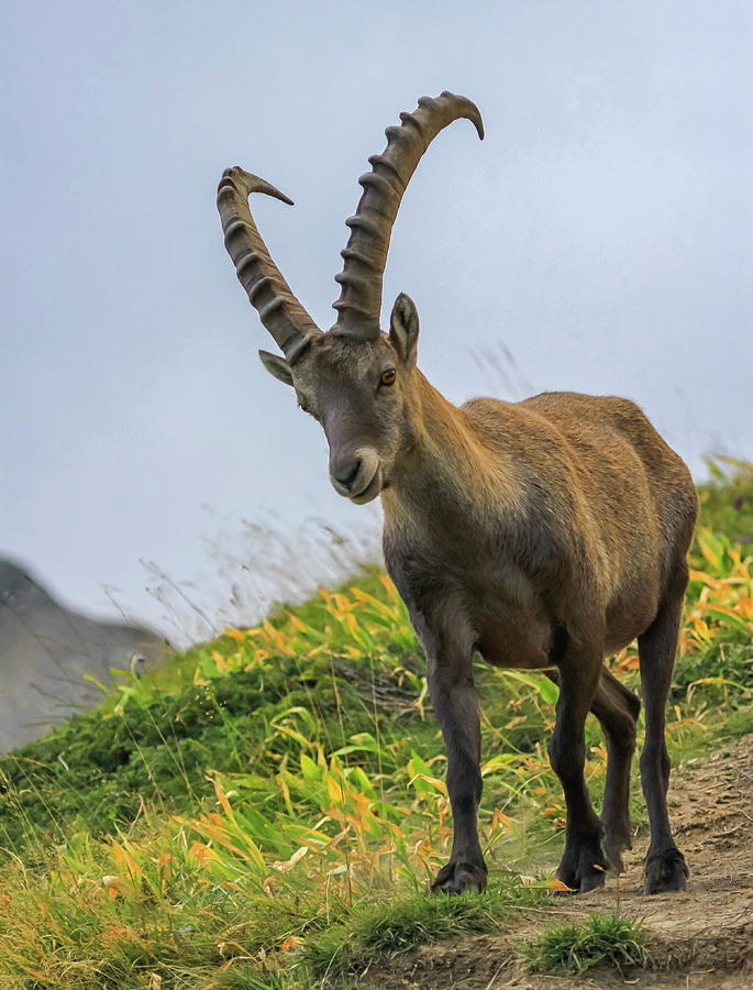 Steinbock or Alpine Capra Ibex portrait at Colombiere pass, Fran #3 Photograph by Elenarts - Elena Duvernay photo