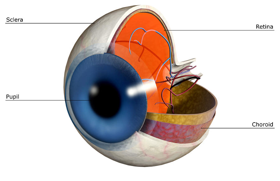 Structure of the eye #3 Drawing by MedicalRF.com