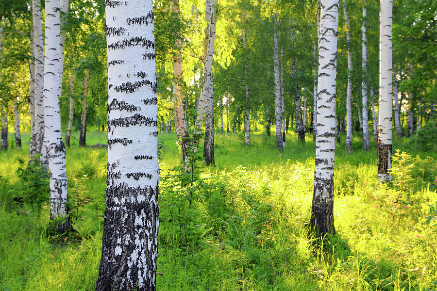 Summer Birch Woods #3 Photograph by Mikhail Kokhanchikov