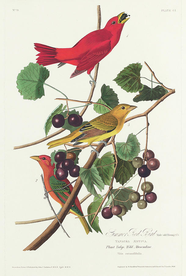 Audubon Birds Drawing - Summer Red Bird #3 by John James Audubon