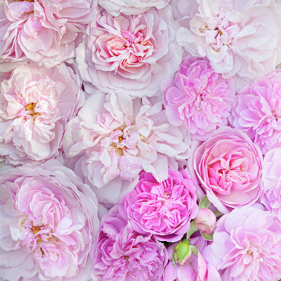 Summer Roses Photograph by Emma Solomon | Fine Art America