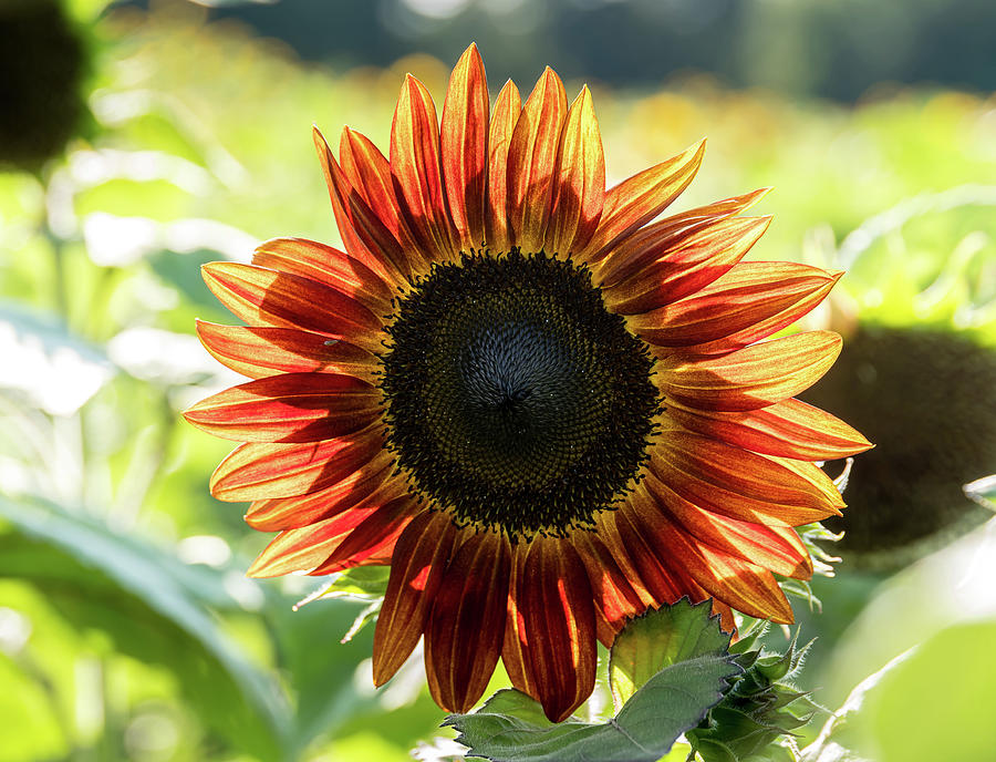 Sunflower Photograph by Deborah Springer - Fine Art America