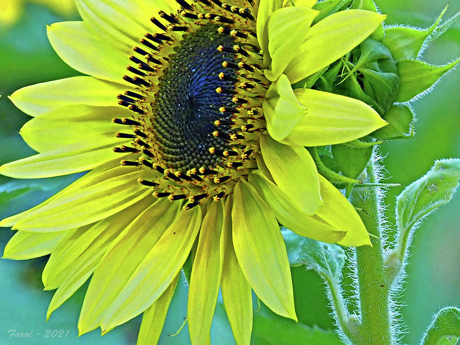 Sunflower #3 Photograph by Farol Tomson