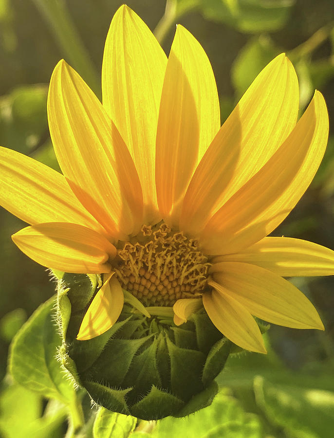 Sunflower in the Sunshine, Conners Amazing Acres, Florida #3 Photograph by Dawna Moore Photography