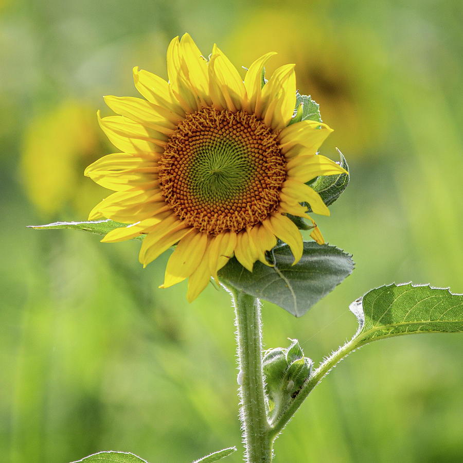 Sunflower #4 Photograph by Randy Bayne