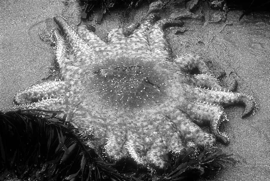 Sunflower Starfish #3 Photograph by Dave Mills