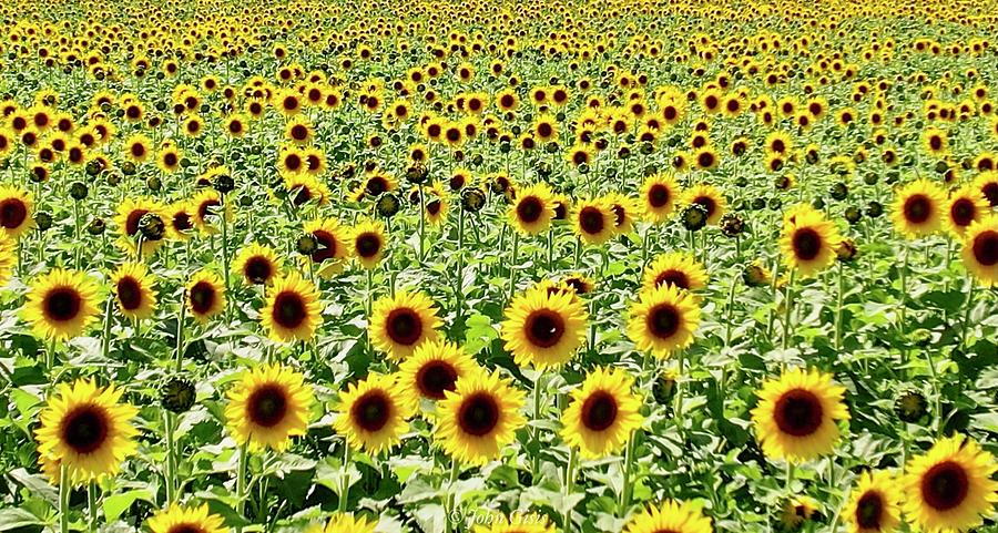 Sunflowers  #3 Photograph by John Gisis