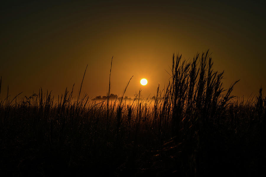 Beauty Photograph - Sunrise Over a Fog-Covered Field by Ric Schafer Beauty Photograph - Sunrise Over a Fog-Covered Field by Ric Schafer