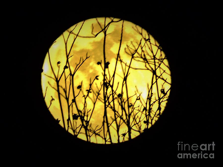 Super Moon Wrapped Photograph by Emma Carter Brooks