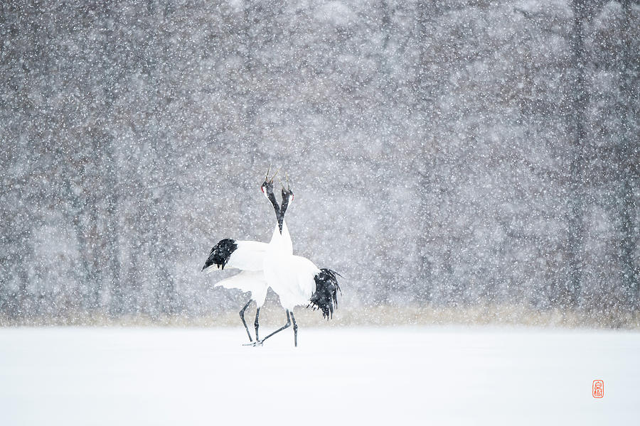 Tancho in snow Photograph by Yoshiki Nakamura
