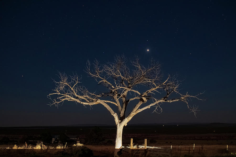 Taos Tree at Night with Stars and Venus Photograph by Elijah Rael
