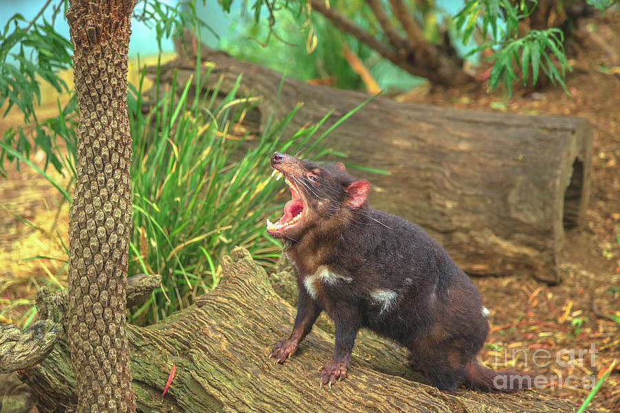 Tasmanian Devil Angry #3 Photograph by Benny Marty