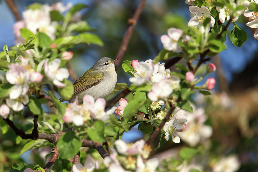Tennessee Warbler #3 Photograph by Brook Burling