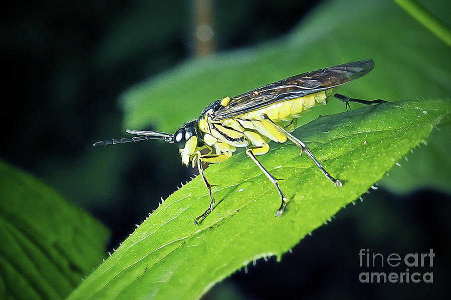 Tenthredinidae Black And Yellow Sawfly Insect Photograph by Frank ...