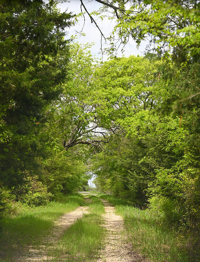 Texas Country Roads Photograph by Paula Holland - Fine Art America