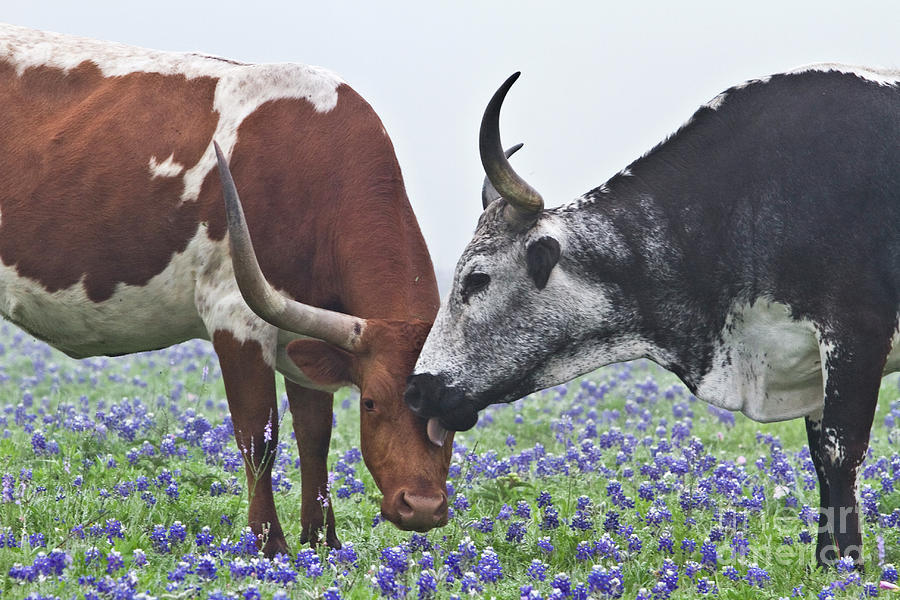 Texas Longhorn Bluebonnets 25 Photograph by Nicole Compte - Fine Art ...