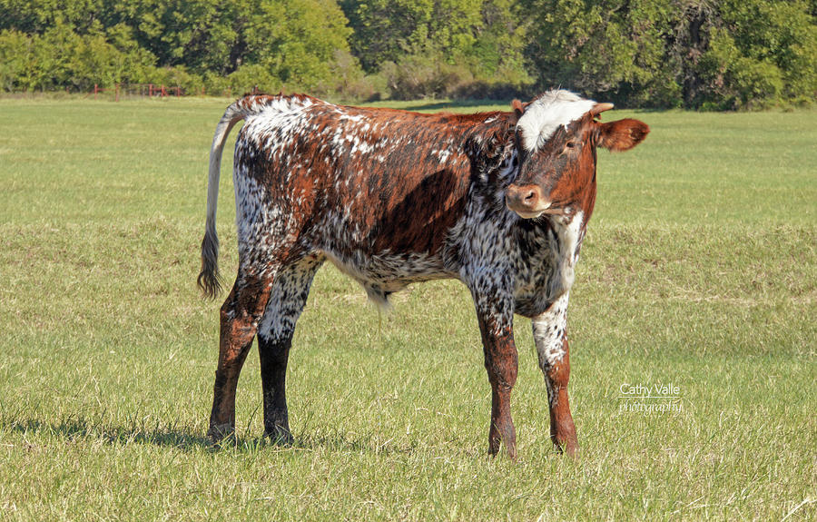 Texas longhorn calf #3 Photograph by Cathy Valle