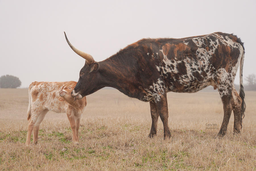 Texas longhorn cattle print #3 Photograph by Cathy Valle
