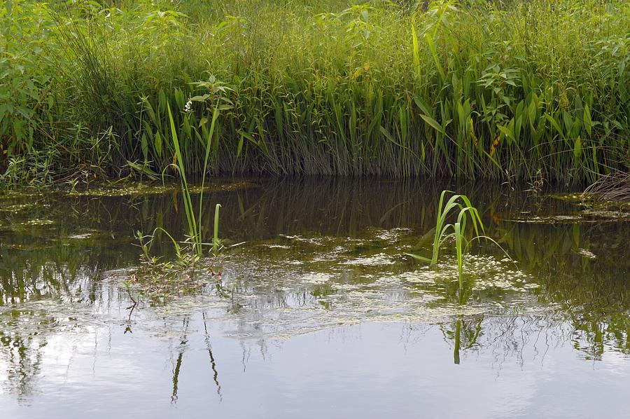 The Bayou Photograph by Neal Stone - Fine Art America